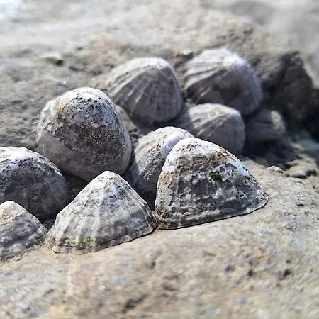 Magnifique Duplex Cosy Avec Vue Cote D'opale Wimereux