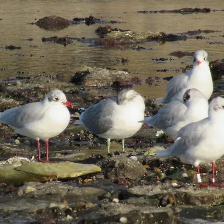 Appartamento Magnifique Duplex Cosy Avec Vue Cote D'opale