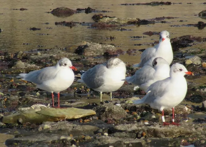 Appartamento Magnifique Duplex Cosy Avec Vue Cote D'opale