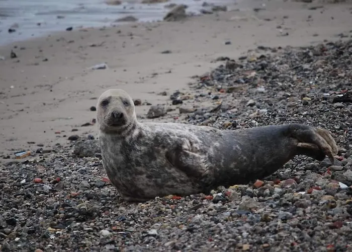 Magnifique Duplex Cosy Avec Vue Cote D'opale Wimereux